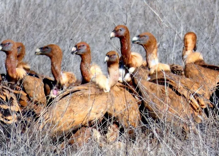 El Perfume Del Almendro *